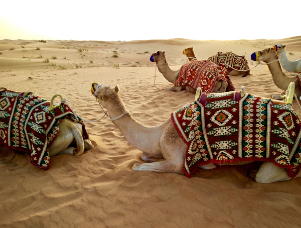 Morning Desert Safari with Camel Ride Dubai